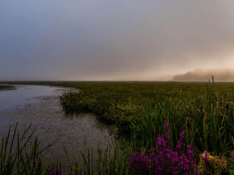 Bashakill Wildlife Management Area - Ellenville Alive