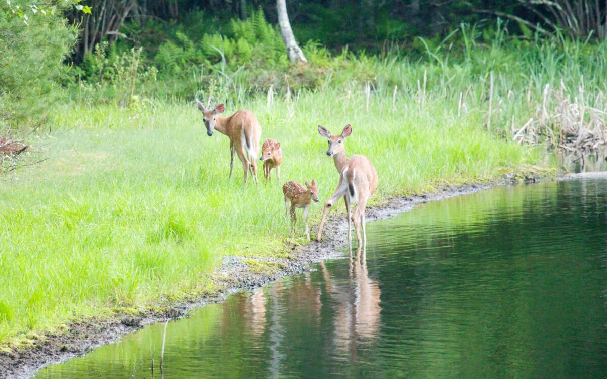 Paul Tuzzolino Crafty Shutterbug​ - Ellenville Alive