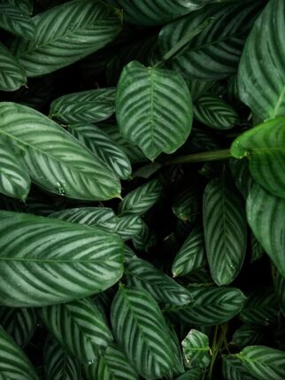 gallery-cr6 gallery-cr6